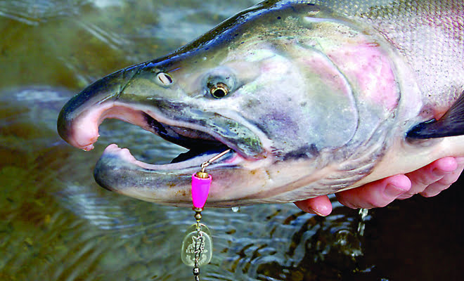 EASIEST WAY To Catch COHO Salmon Lure Fishing