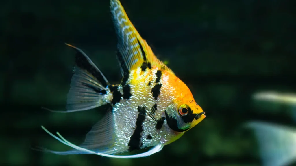 Angel Fish Saltwater Elegance: Dive into Enchanting Beauties