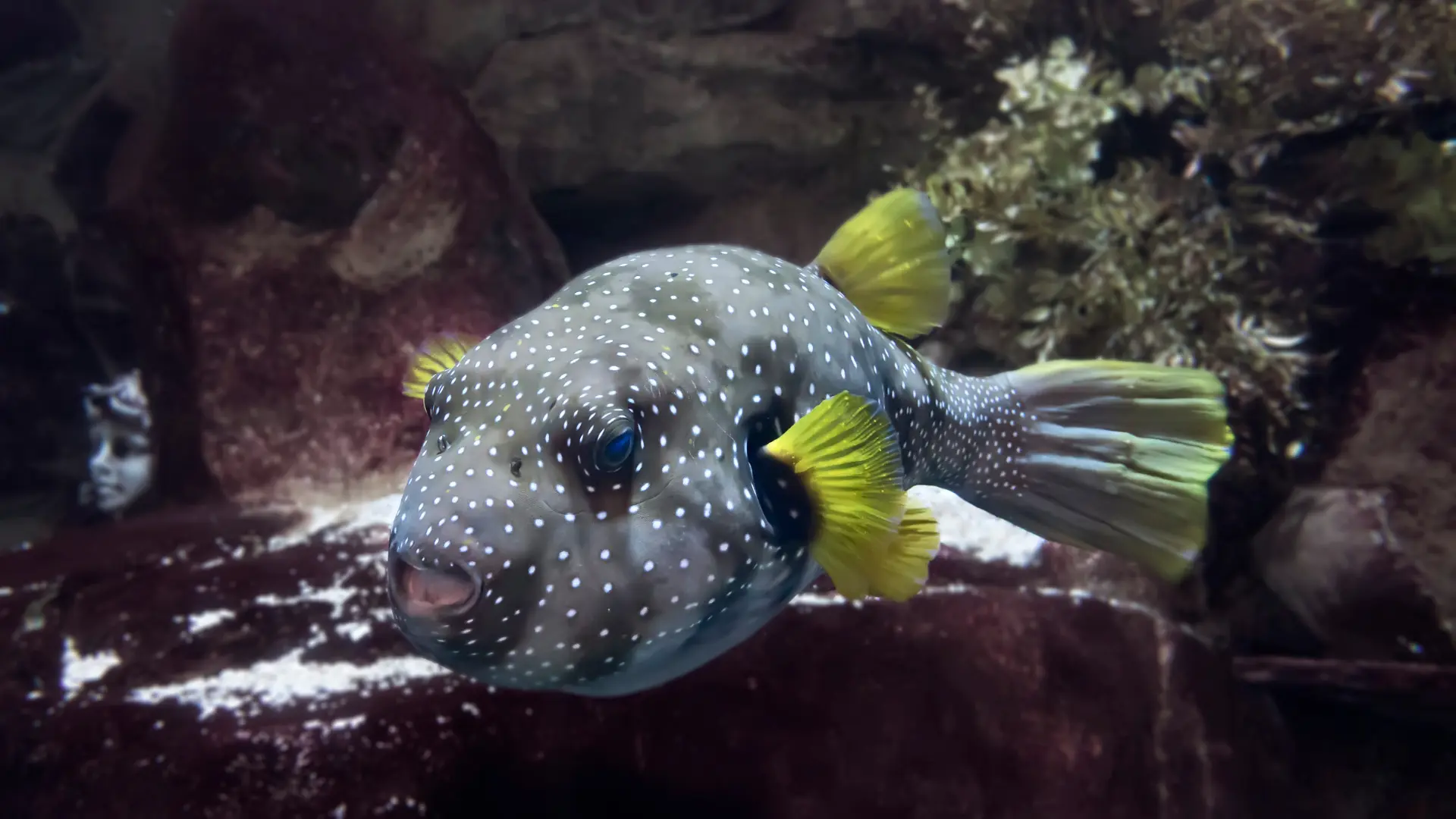 Freshwater Puffer Fish: A Quirky Addition to Your Tank Delight | Live 2 ...