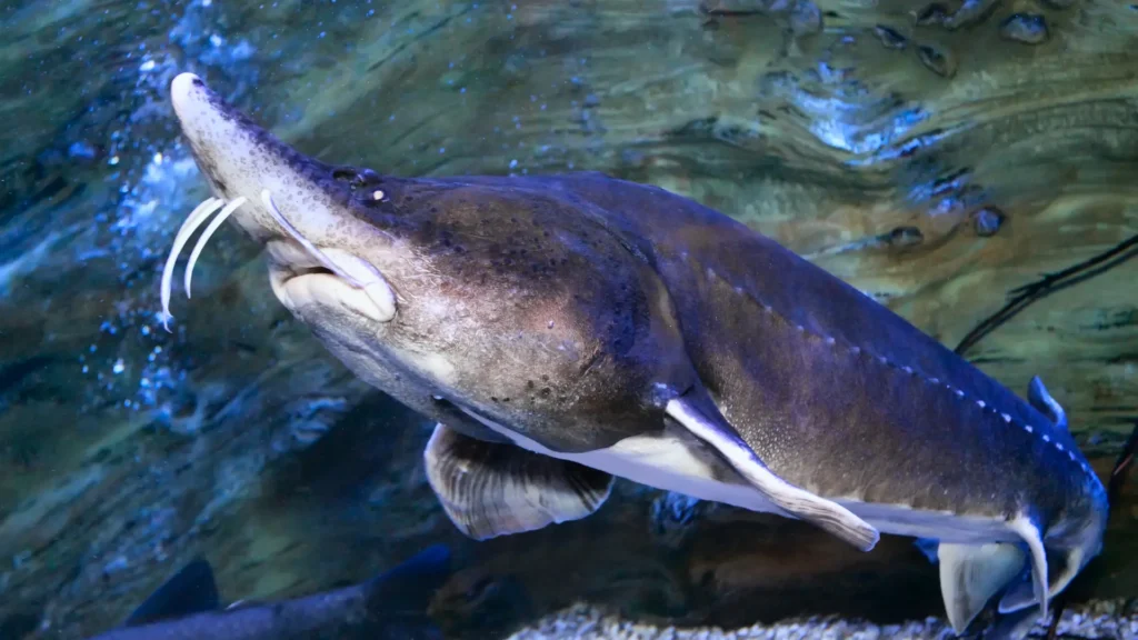 Largest Freshwater Fish: Exploring the Depths of Aquatic Giants