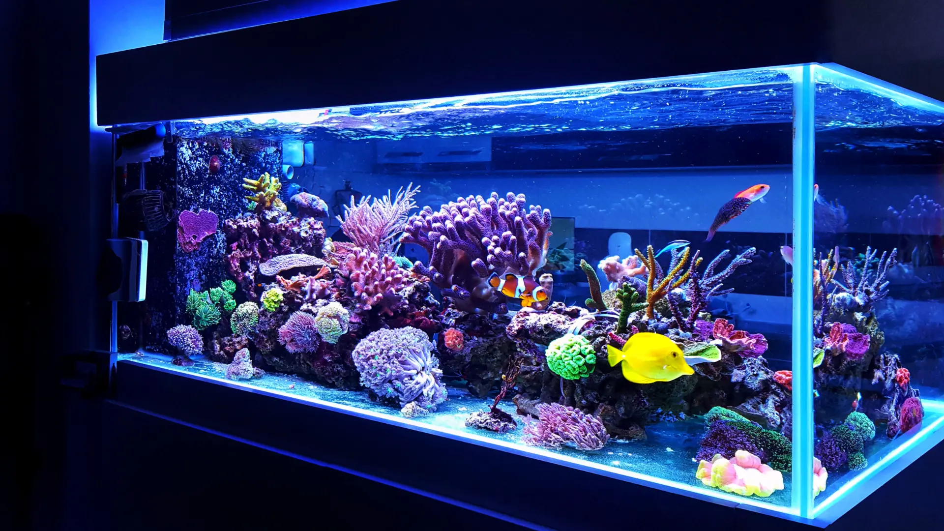 Saltwater Fish Tank Mastery: A Comprehensive Setup Guide