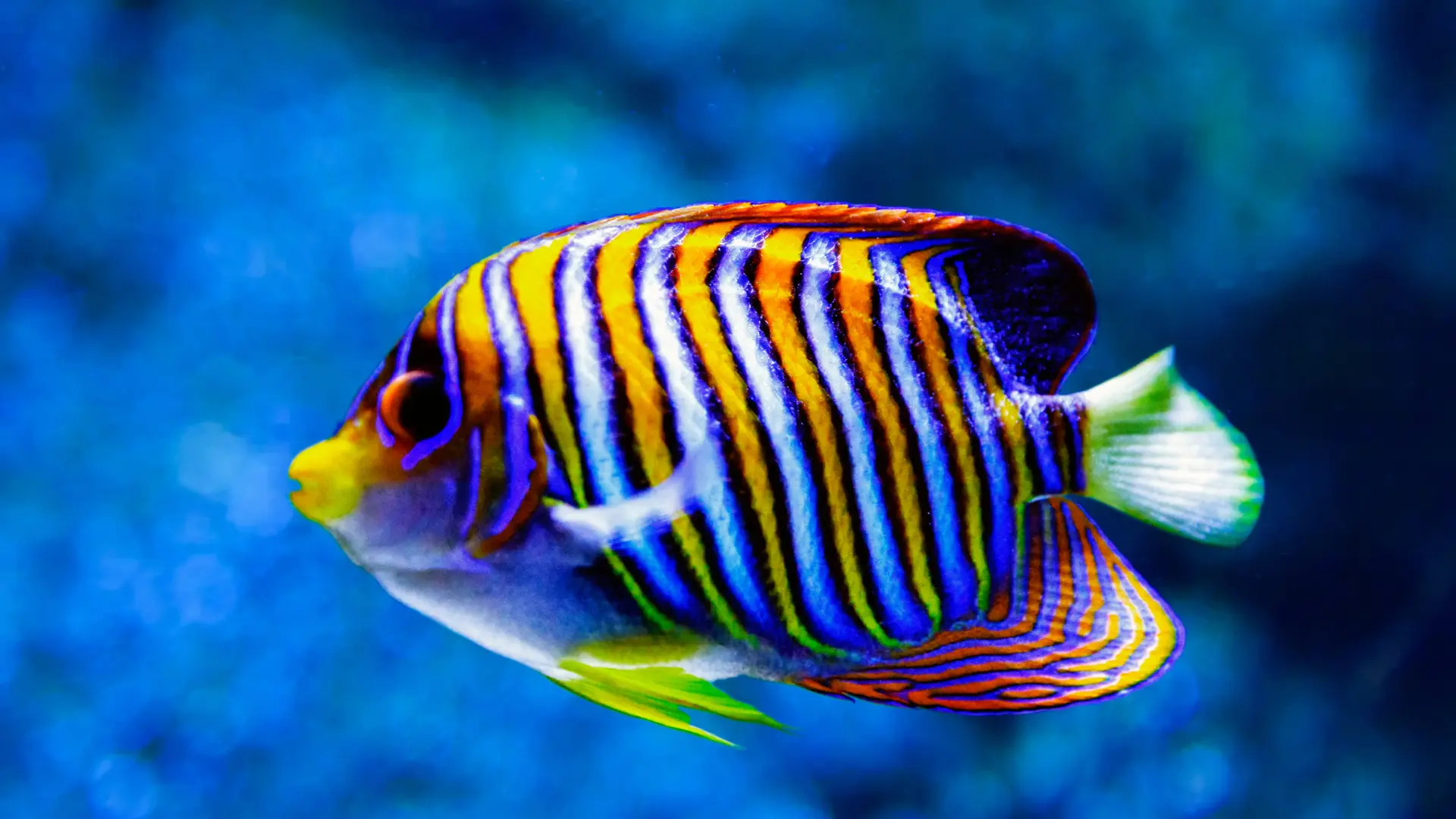 Types of Saltwater Fish: A Comprehensive Exploration