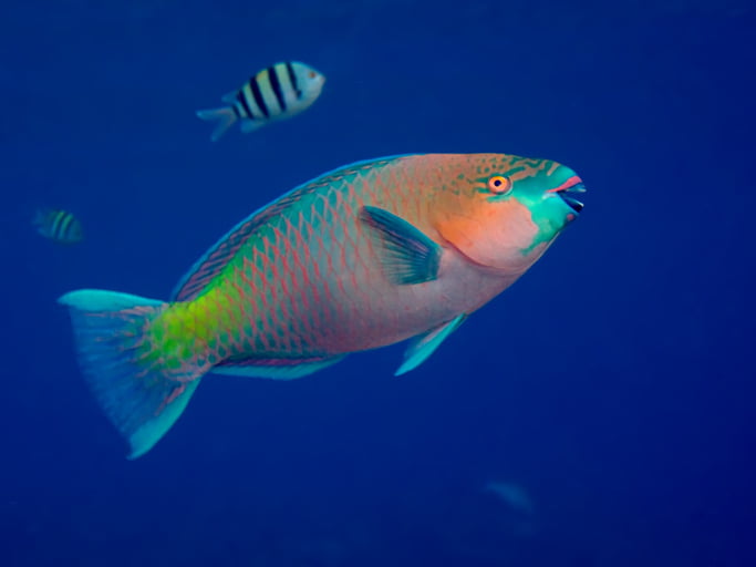 Parrot Fish Freshwater