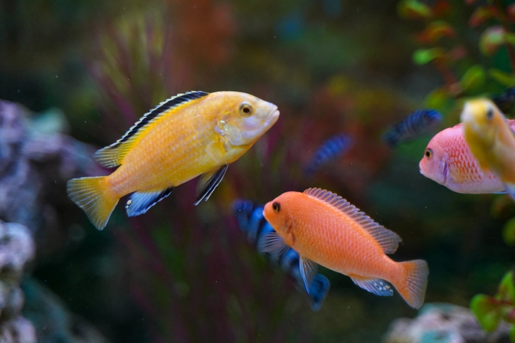 Best Freshwater Fish: Your Guide to Ideal Tank Mates