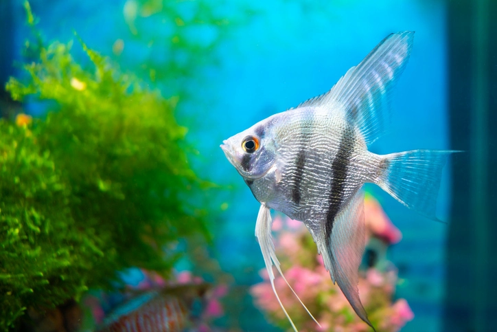 Tropical Freshwater Fish: Captivating Exotic Beauty in Your Tank