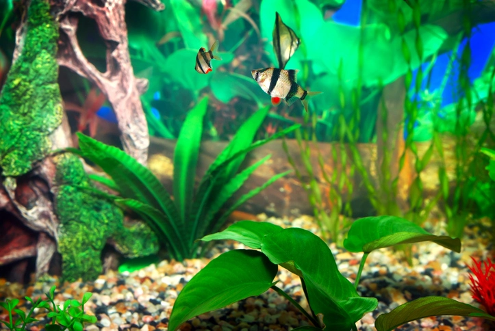 Cool Freshwater Fish: Discovering Stylish Companions for Your Tank