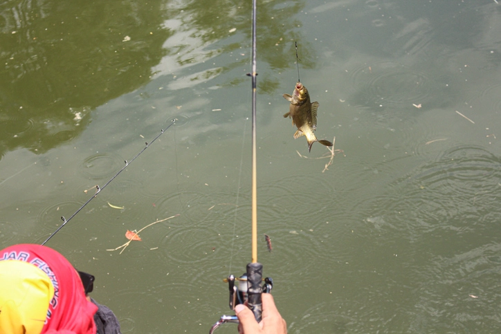 Crappie Fishing: Mastering the Art of Lazy Trolling for Wins