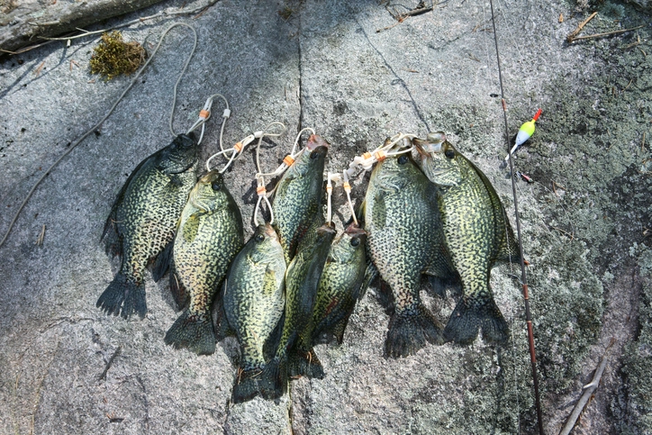 Crappie Fishing 101: Hook Your First Crappie With Success