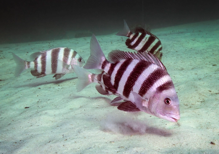Sheepshead Fish Freshwater: Dive into the Unique Species Adventure