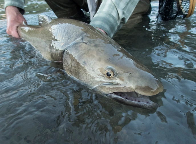 Thrilling Discoveries: Largest Freshwater Fish Ever Caught Revealed