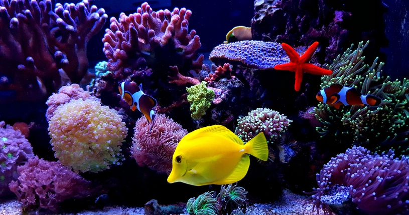 Saltwater Fish for Aquariums: Choosing Wisely for Health