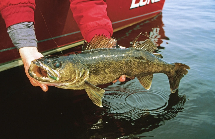 Discover Unbeatable Spots for Walleye Fish Abundance
