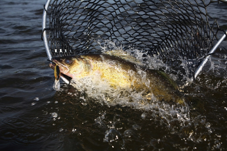 Master Walleye Fish: Key to Eco-Friendly Fishing Practices