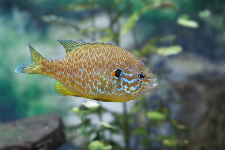 Panfish Mastery: Must-Know Types for Ultimate Success