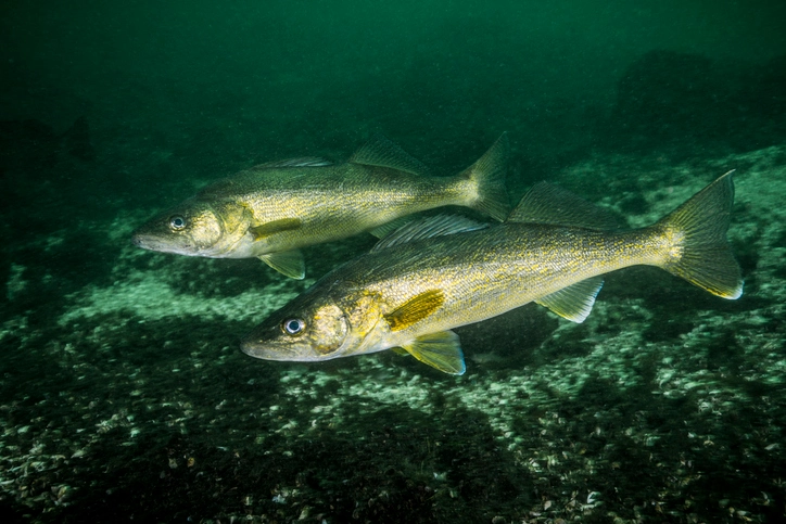 Discover Key Facts About Walleye Fish: Identification and Habitat's Mystery