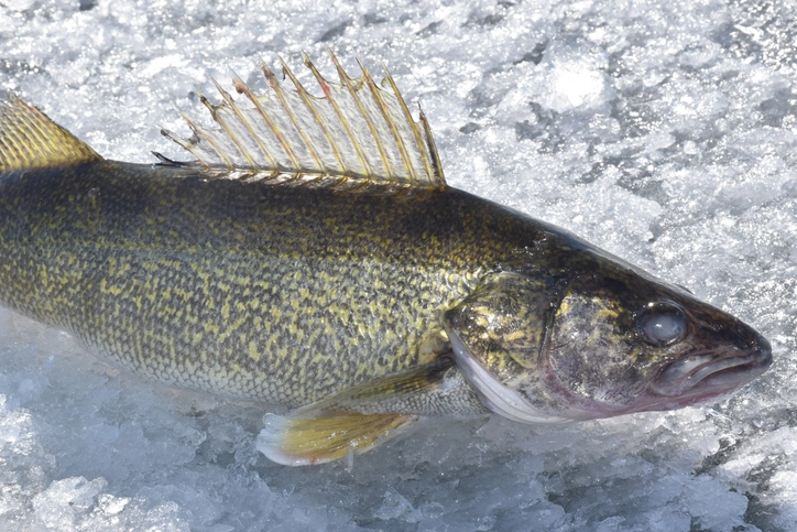 Walleye Fish: Best Time to Fish - Seasonal Patterns Explained