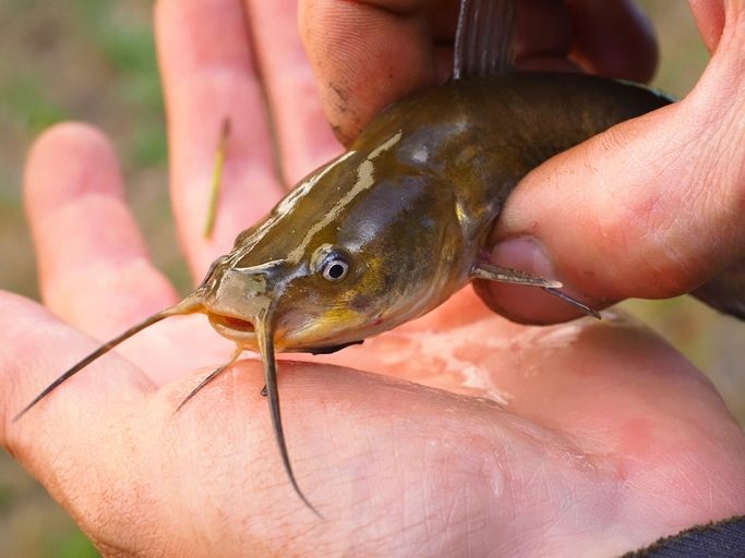 Catfish Mastery: Essential Diet Habits for Success