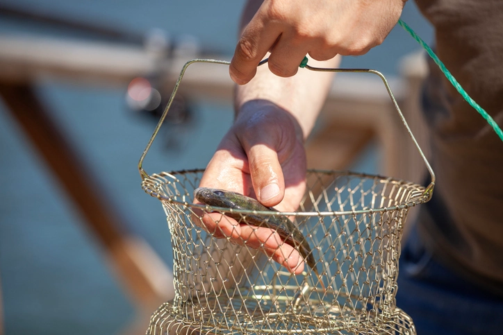 Catfish Stink Bait 101: Mastering the Ultimate Attraction