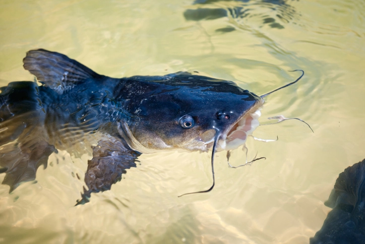 Catfishing Mastery: The Best Bait for Different Types