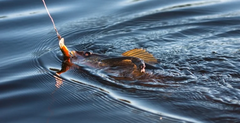 Walleye Fish Hotspots: Powerful Location Tips