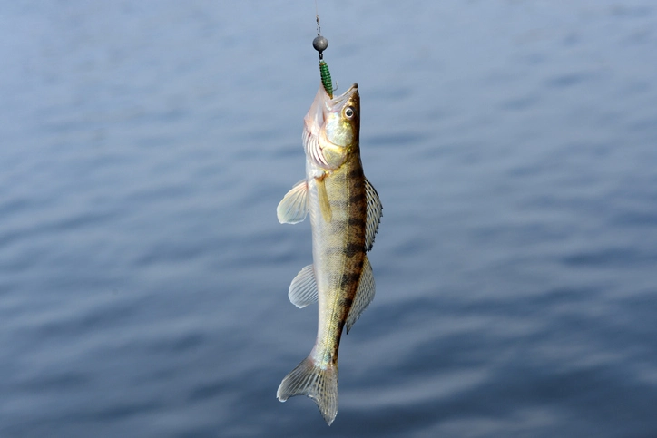 The Best Season for Walleye Fishing: Insider Tips and Strategies