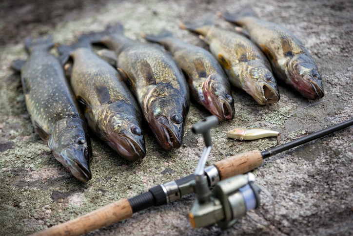 Walleye Fishing Tips: Master How to Fish for Walleye