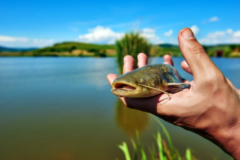 Pro Tips for Epic Catfish Fishing Success: Master the Art of Catching