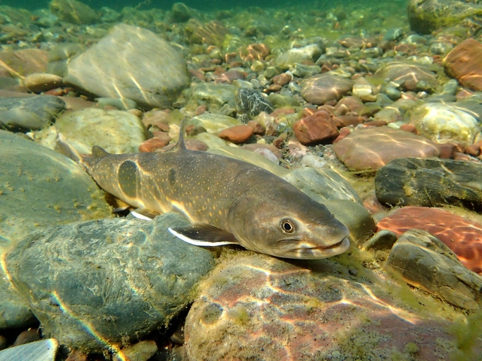 Catfish Mastery: Pro Techniques for Flathead Success