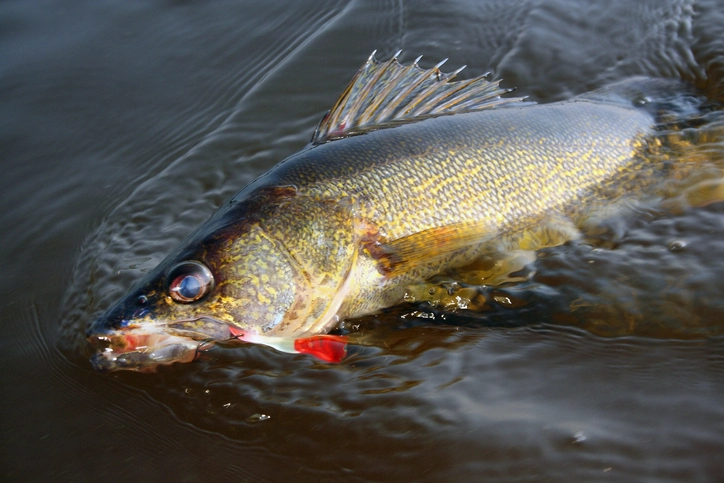 Understanding Walleye Fish Behavior: Expert Insights for Advanced Anglers