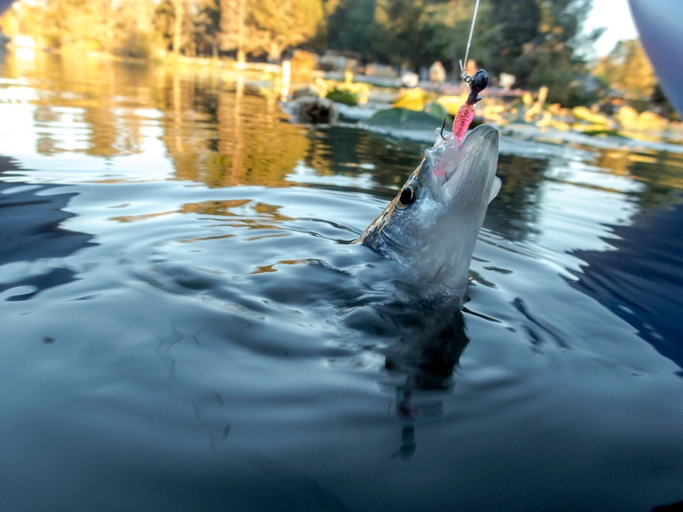 Panfish Paradise: Seasonal Tactics with Ultimate Lures