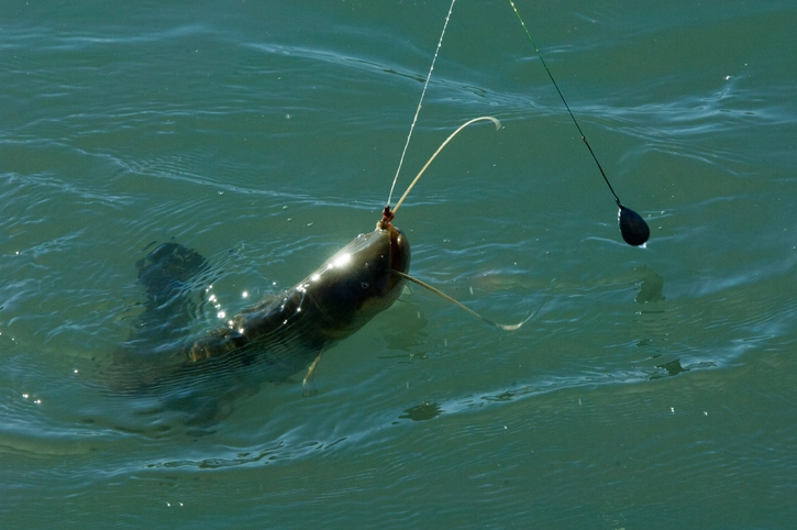 Catfish Mastery: Discover the Top Power-Packed Fishing Lines for 2024