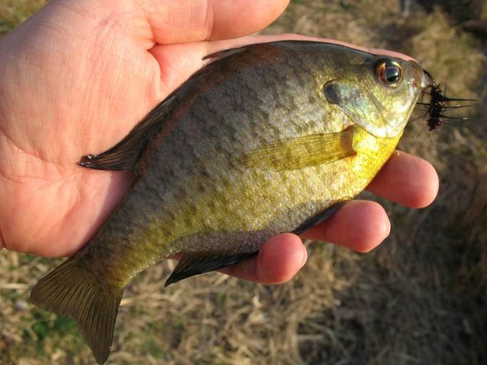 Panfish Paradise: The Ultimate Guide to Catching Sunfish