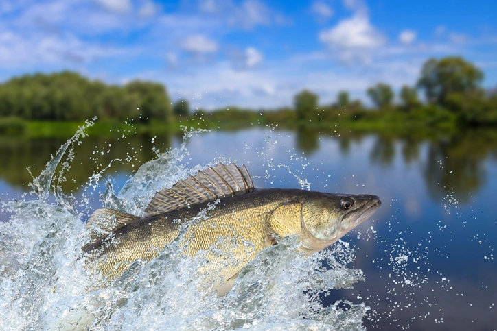 What Makes Walleye Fish a Popular Game Fish? An Angler's Perspective