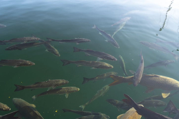 Walleye Fish: Unleash the Secrets of Migration