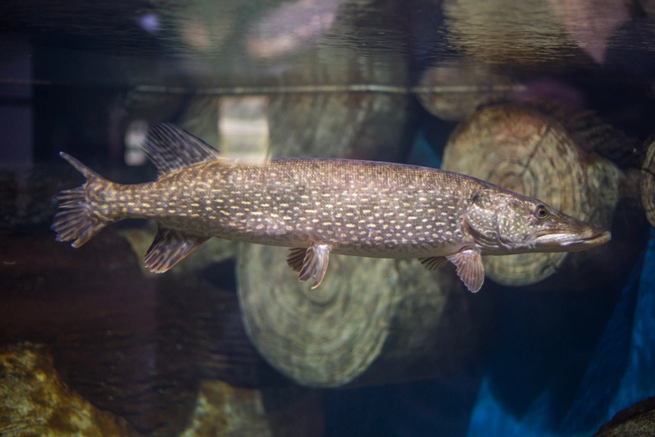Pike Fish: Feeding Frenzy Unlocks Hunting Secrets