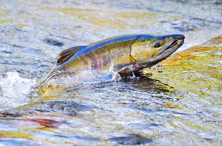 Walleye Fish: Seize the Opportunity During Spawning Season