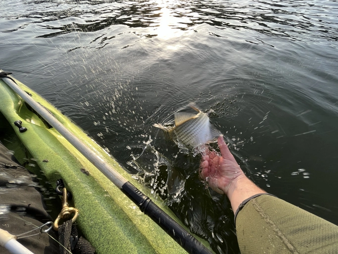 Safe Catch and Release Practices for Walleye Fish: A Conservationist’s Guide