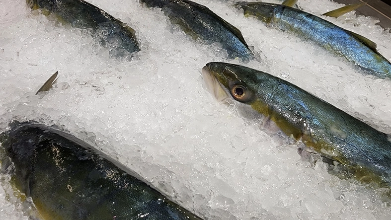 The Best Methods to Preserve Walleye Fish for Peak Freshness