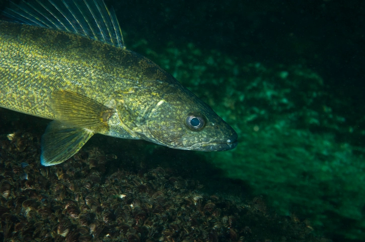 Making Ethical Choices: Walleye Fish Regulations Unveiled