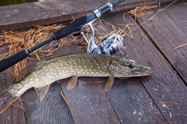 The Challenge of Pike Fishing: Overcoming Common Obstacles