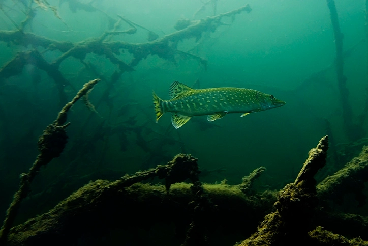 Pike Fish: Fierce Lurkers of Freshwaters