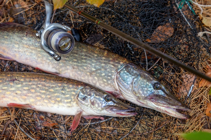 Conservation Matters: Ethical Pike Fishing Practices