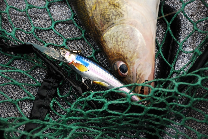 Walleye Fishing: Trailblazers Who Revolutionized Techniques for Success