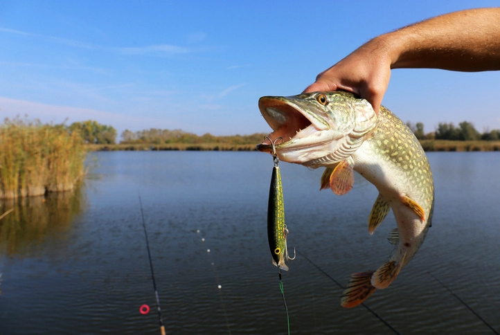 Pike Fish Exploration: Mastering Their Domain with Expert Insight
